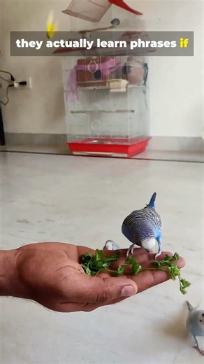 Top 5 pets ? Yours may be one of them