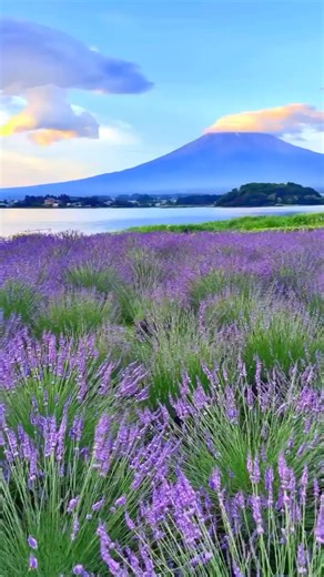 5.7K views · 259 reactions | 請請請請Sunrise, lavender and Mt. Fuji at...