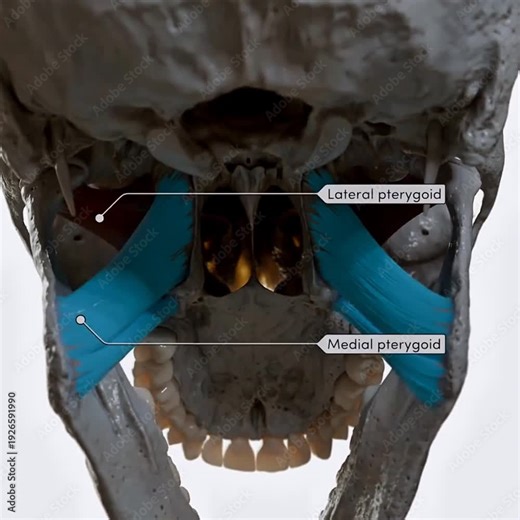 Action of the lateral and medial pterygoids during elevation and depression of the mandible