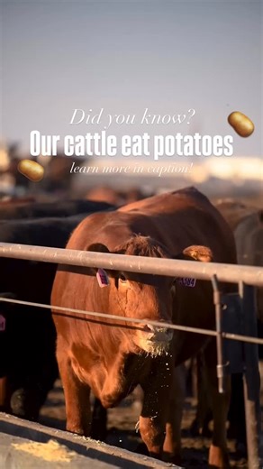 Beef Northwest Feeders on Instagram: "Happy National Potato Day! 🥔🍟 • We are committed to focusing on models of sustainability, an example of this is the incorporation of potato byproducts in our feed rations. Being local to the Pacific Northwest means we are in the heart of potato country! Idaho, Washington & Oregon account for upwards of 60% of U.S. potato production annually. • When these potatoes are processed in local plants, there are cull potatoes that don’t make the cut for human consu