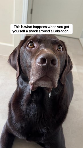 The Labrador Buddy on TikTok