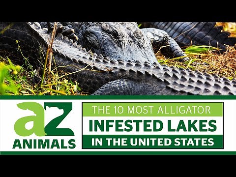 Discover The 10 Most Alligator Infested Lakes in the United States