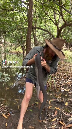 Arafura File Snake Crossing Creek - Aquatic Species Encounter
