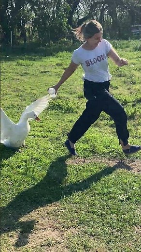 Goose Charges Girl and Pecks Her in Grassy Field