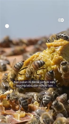 Memberi Makan Lebah Agar Tidak Punah