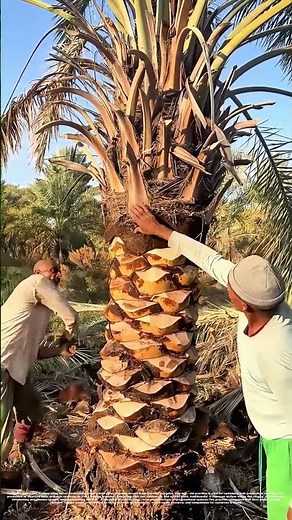 Trimming Date Palms: How Precision Pruning Boosts Harvests and Tree Health