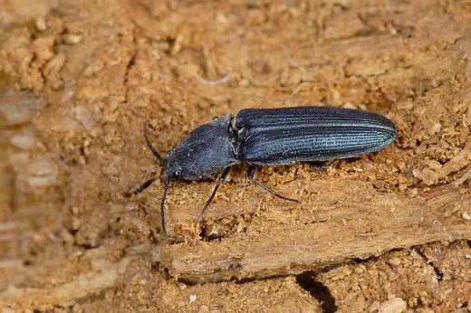 6 Bioluminescent Bugs That Light Up