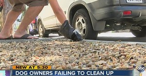 Dog owners: Do you pick up the poop? (be honest)