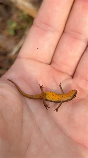 I Finally Found a Red Eft! #RedEft #EasternNewt #Salamander #Herping #Wildlife #Amphibians #Florida