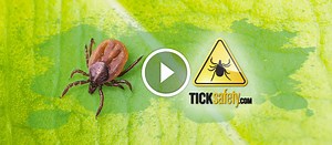 Tick Removal Video – How to Properly Remove an Attached Tick