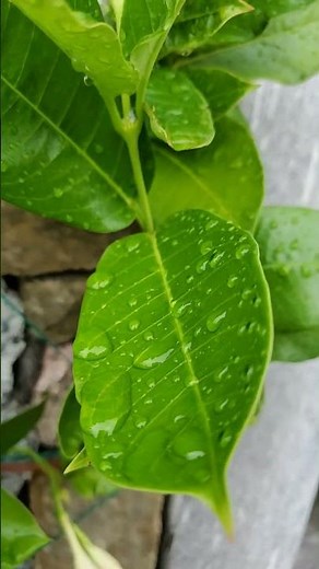 almond tree after the rain