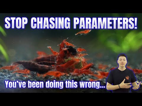 Forget Perfect Water – This Is What Shrimp Really Need