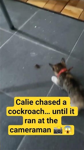 Calie chased a cockroach… until it ran at the cameraman 📸😱 #MeowSnack #catshorts #panic #cameraman