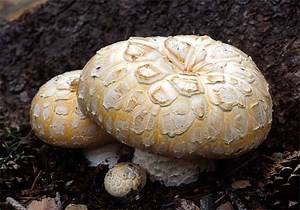 Neolentinus - Alchetron, The Free Social Encyclopedia