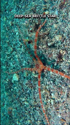 THIS STARFISH MOVES LIKE A SPIDER!