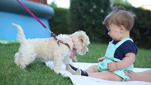 4.1K views · 525 reactions | Puppy Love! | BaxterBoo.com | Facebook