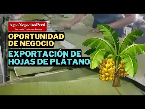 Exportación de hojas de plátano congeladas, oportunidad de negocio