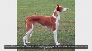 Effective Training Tips for Your Ibizan Hound