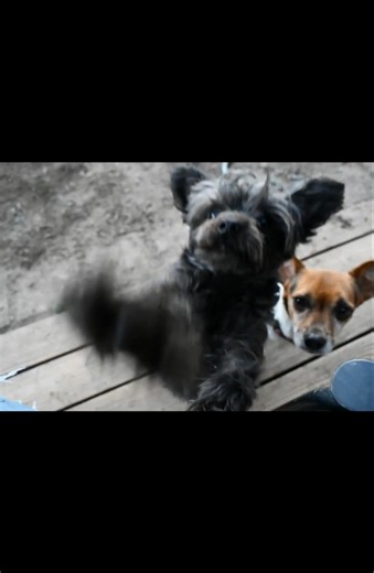 Bella enjoyed nearly a full month here at Fetch&Stretch! She had so much fun making new friends every day. Bella is a busy little bee and definitely keeps us on our toes 🥰🐶😍 | Fetch&Stretch