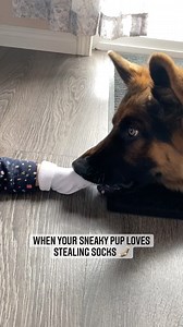 Don’t be suspicious… Jasper’s edition 🤪 Follow @jasper_theshepherd for more 🐾 . . #dogreelsofinstagram #gsdtagram #gsdworkingline #gsd #reels #reelsinstagram #reel #reelsvideo #reelsviral #reelsvideos #viral #viralvideos #gsdreels #dogreels #dogvideos #video #videooftheday #reelsofinstagram #reelsoftheday #funnyvideos #dogfun #puppy #germanshepherd | Jasper The Shepherd