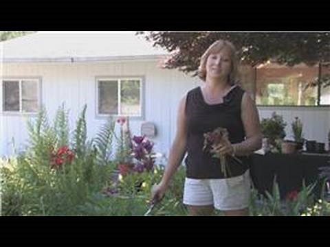 Flower Gardening : How to Cut Back Peonies