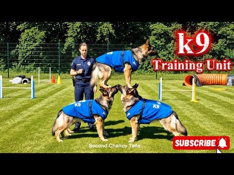 Unbelievable German Shepherd Training – Discipline, Power & Intelligence in Action!