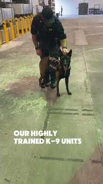 Meet our highly trained K-9 units , always ready to assist and protect! #shorts