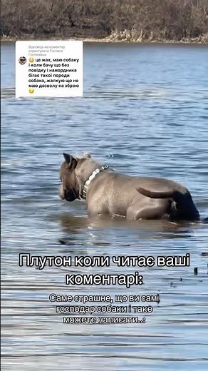 Довели бідну собаку