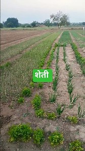 शेती माहिती. #shorts #शेती