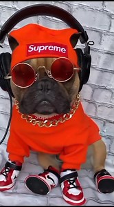 191K views · 6.8K reactions | O clone #fyp #fanyvideos #meme #humor #cats #viral #catlover #Comédia #negãoda300 #pets #petlovers | catpupy | Facebook