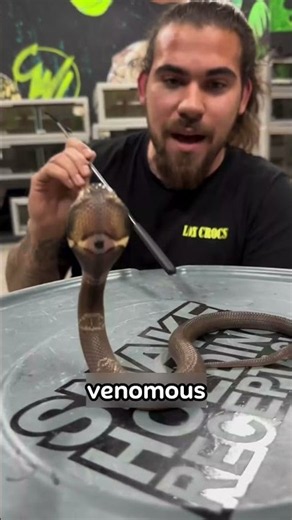 Are BABY SNAKES More Dangerous Than Adults?! 😳🐍|| #viral