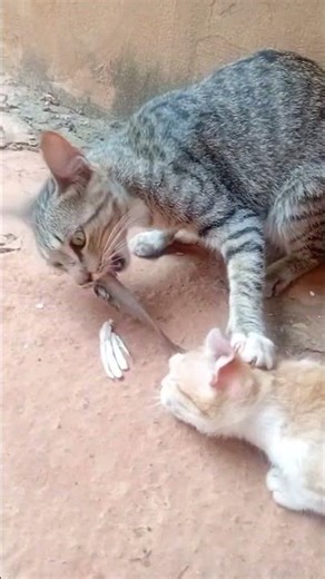 Duna não gosta que biu chega perto dela quando está comendo