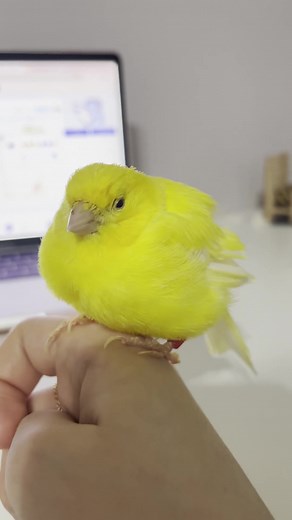 💤🐥#bird #tweety #canary #fluffy #adorable #petbird