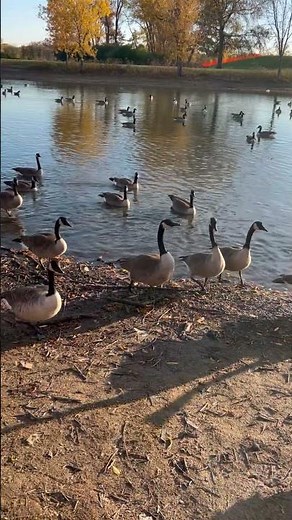A flock of Canada geese in a pond at the forest preserve.