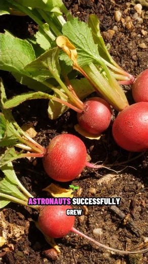 Radishes Went to Space 🚀 #weirdfacts #science