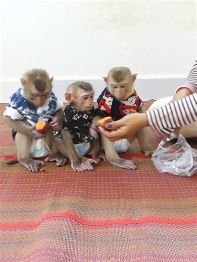 13 reactions | routine morning cute baby monkey boum | Happy Monkey | Facebook