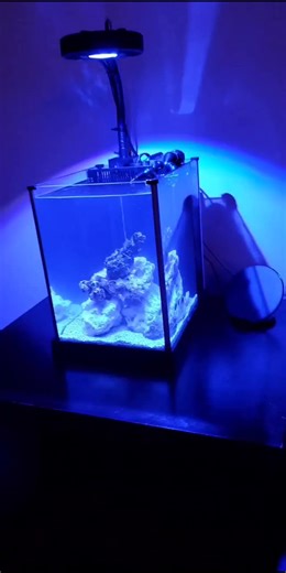 Exploring the New Pico Reef Setup