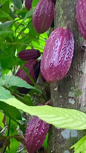 72K views · 10K reactions | Cacao in the backyard in the Philippines… Cacao is a tropical fruit used for making chocolates. The seeds are roasted and blended, butter (or coconut oil) and sugar are added to make yummy chocolates | The Garden of Eden | Facebook