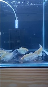 Moonlight Gourami Fish #aquarium #aquariumfish #gouramifish #gourami