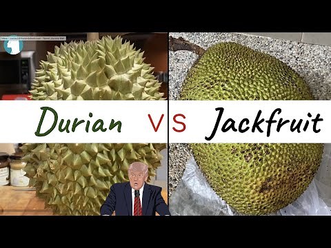 Durian vs Jackfruit : how's look inside
