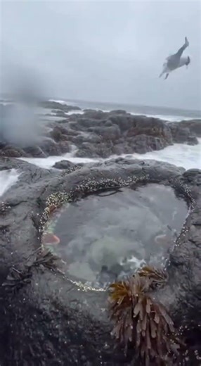 Tide Pool JACKPOT Chaos Ends in Giant Eel Jump Scare!