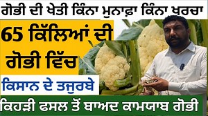 309K views · 8.9K reactions | ਗੋਭੀ ਦੀ ਖੇਤੀ ਕਿੰਨਾ ਖਰਚਾ ਕਿੰਨਾ ਮੁਨਾਫ਼ਾ 65 ਕਿਲਿਆਂ ਵਿੱਚ ਗੋਭੀ ਕਿਸਾਨ ਦੇ ਤਜੁਰਬੇ ਸੁਣੋ Cauliflower Farming |Phool gobhi ki kheti।अगेती फूल गोभी की खेती कैसे करें | Khidrana | Facebook
