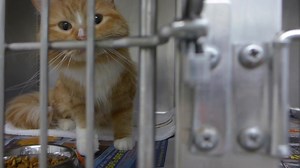 95 reactions · 54 shares | RESCUED BY CARE (COMMUNITY ANIMAL RESCUE...