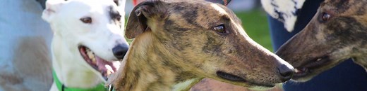 Greyhounds for adoption