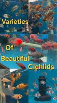 So many beautiful cichlid varieties #shorts