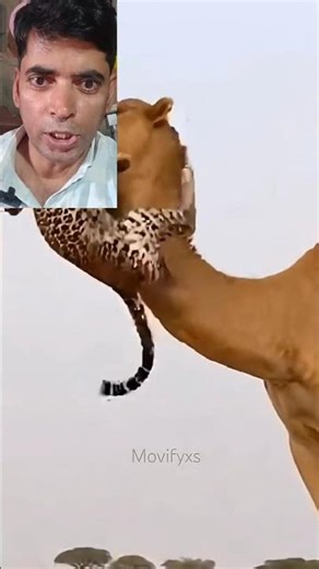 Giraffe Vs Elephant fight for Water