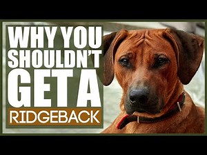 5 Reasons You SHOULD NOT GET A RIDGEBACK!