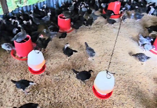 Practical Chicken Farming! Overcrowding In Chick Brooders Could Be Disastrous! | MannyPiñol