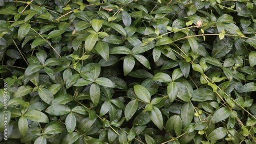 Discover the Lesser Periwinkle (Vinca minor) - a perennial, evergreen plant with dark green leaves. Its medicinal properties stem from vinca alkaloids, a group of compounds found within the plant.