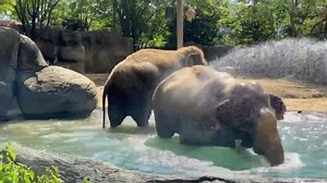 Jati and Sabu enjoy their pool and spray with the hose on a hot day in Cincinnati! Elephants don't sweat so a dip in the cool water does a lot to keep them comfortable when it's really warm out. | Cincinnati Zoo & Botanical Garden